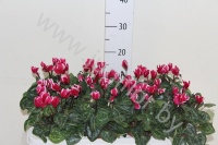 Цикламен Cyclamen Tianis Fantasia