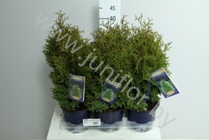 Туя Thuja Holmstrup