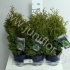 Туя Thuja Holmstrup Туя Thuja Holmstrup