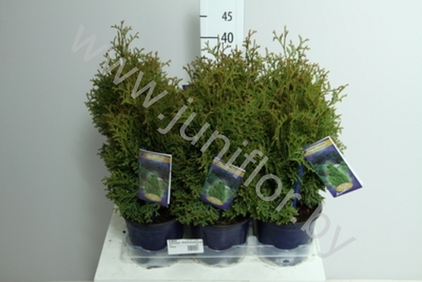 Туя Thuja Holmstrup Туя Thuja Holmstrup