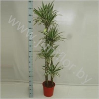Драцена Dracaena White Stripe 120-90-60-30