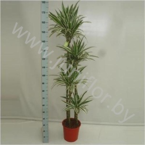 Драцена Dracaena White Stripe 120-90-60-30