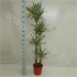Драцена Dracaena White Stripe 120-90-60-30 Драцена Dracaena White Stripe 120-90-60-30