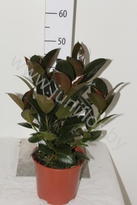Фикус Ficus Melany