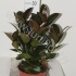 Фикус Ficus Melany Фикус Ficus Melany
