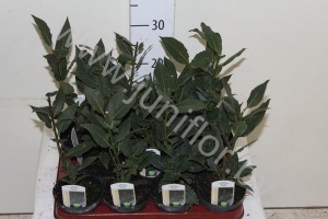 Лавр Laurus Nobilis (Keukenlaurier)