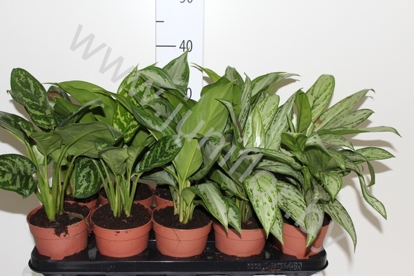 Купить аглаонема aglaonema butterfly по цене 21,52 Br в ...