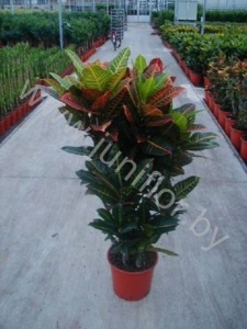 Кодиеум Codiaeum Petra Vertakte Stam