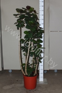 Полисциас Polyscias Fabian Vertakt