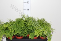 Адиантум Adiantum Fragrans