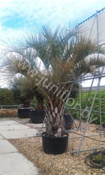 Бутия Butia Capitata