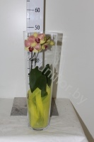 Фаленопсис Phal Phal.1-Tak In 50Cm Glass