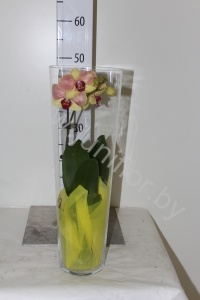 Фаленопсис Phal Phal.1-Tak In 50Cm Glass