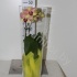 Фаленопсис Phal Phal.1-Tak In 50Cm Glass Фаленопсис Phal Phal.1-Tak In 50Cm Glass