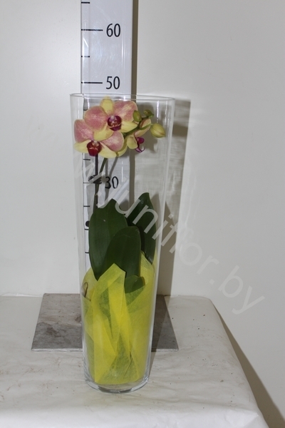 Фаленопсис Phal Phal.1-Tak In 50Cm Glass