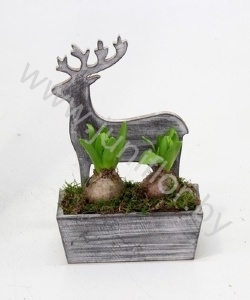 Гиацинт Rendierbox 18cm+Hyacint