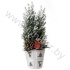 Кипарис Cham.Sn.Glossy Wit Kersttoef SNOW