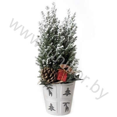 Кипарис Cham.Sn.Glossy Wit Kersttoef SNOW