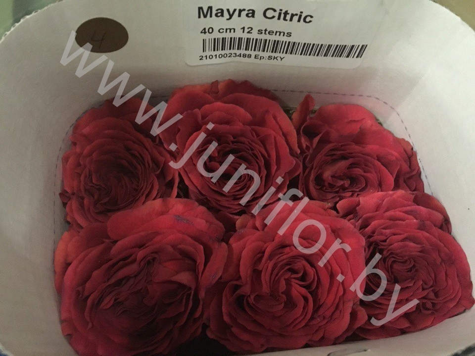 Пионовидная роза Mayra Citric
