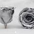Стабилизированная роза Rose pr Silver Стабилизированная роза Rose pr Silver