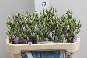 Эустома Lisi du Lilac