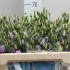 Эустома Lisi du Lilac Эустома Lisi du Lilac