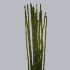 Snakegrass.jpg Snakegrass