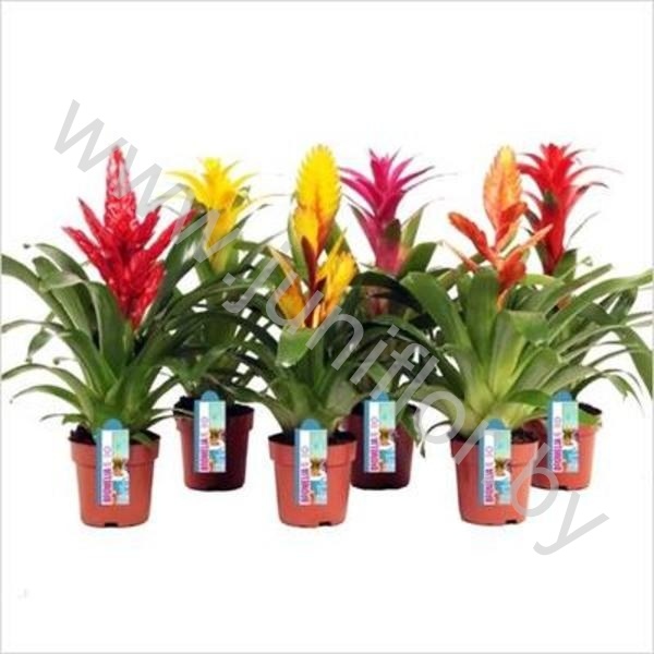 Бромелия Cupcake Mix