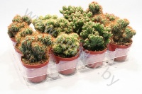 Кактус Cereus Cites Gemengd