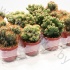 Кактус Cereus Cites Gemengd Кактус Cereus Cites Gemengd