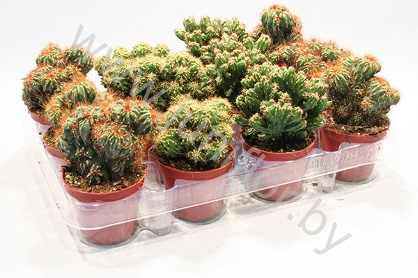 Кактус Cereus Cites Gemengd
