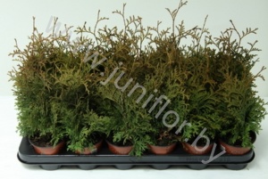 Туя Thuja Holmstrup