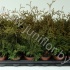 Туя Thuja Holmstrup Туя Thuja Holmstrup