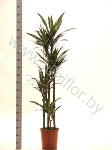 Драцена Dracaena Warneckei 120-90-60-30