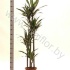 Драцена Dracaena Warneckei 120-90-60-30 Драцена Dracaena Warneckei 120-90-60-30