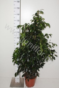 Фикус Ficus Midnight Lady