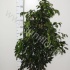 Фикус Ficus Midnight Lady