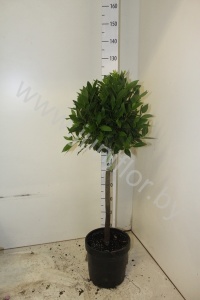 Лавр Laurus Nobilis Bol Op Stam