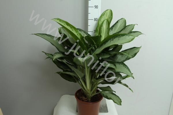 Аглаонема Aglaonema Cleopatra