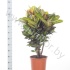 Кодиеум Codiaeum Petra Vertakte Stam Кодиеум Codiaeum Petra Vertakte Stam
