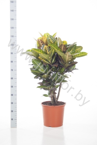 Кодиеум Codiaeum Petra Vertakte Stam