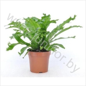 Асплениум Asplenium Amy