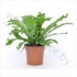 Асплениум Asplenium Amy