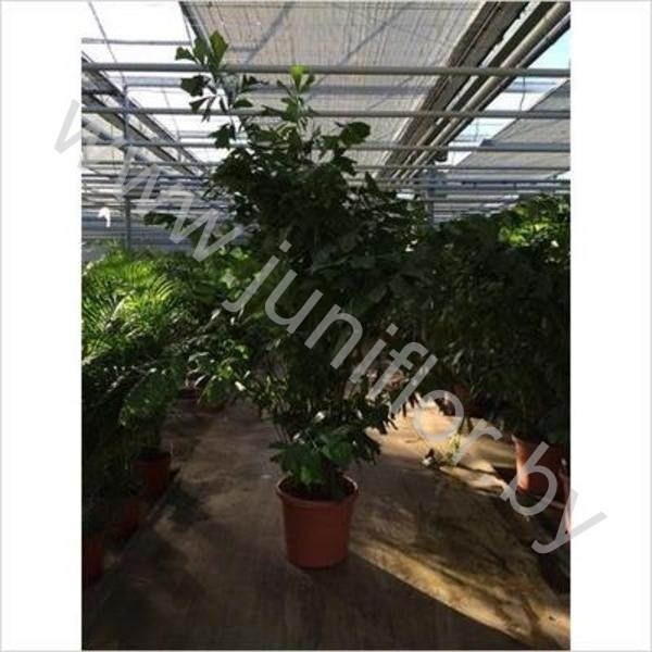 Кариота Caryota Mitis