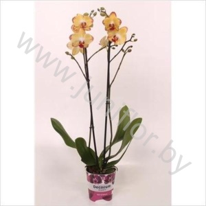 Фаленопсис Phal Breezes 2 tak 18+