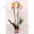 Фаленопсис Phal Breezes 2 tak 18+ Фаленопсис Phal Breezes 2 tak 18+