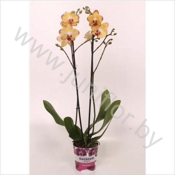 Фаленопсис Phal Breezes 2 tak 18+