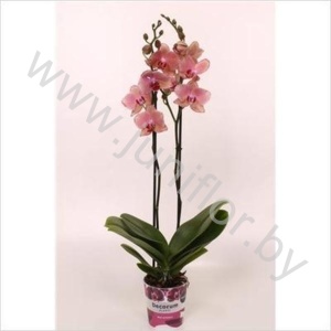 Фаленопсис Phal Pirate Picotee 2 tak 18+