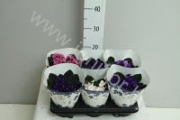 Сенполия Mixed