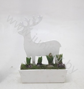 Гиацинт Rendierbox 25cm+Hyacint